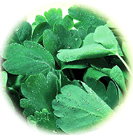 長命草（サクナ・ボタンボウフウ）